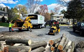 How Our Tree Care Process Works  in  Centreville, MD